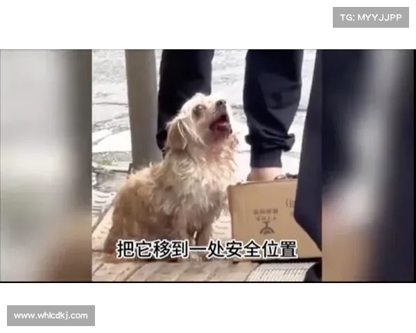 暴雨中流浪狗主动寻求避难,温暖的举动令人心酸感动!(流浪狗躲雨) 暴雨中流浪狗主动寻求避难,温暖的举动令人心酸感动!(流浪狗躲雨)